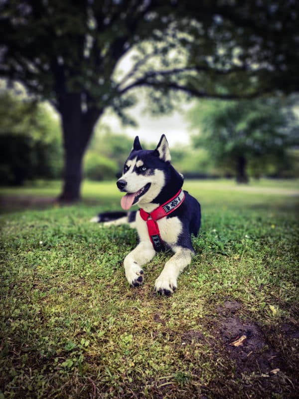 Harnais court rouge sur husky sibérien noir