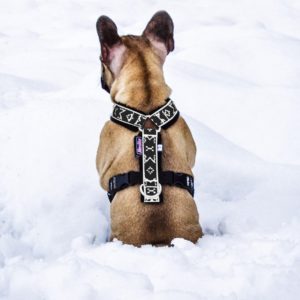harnais petit chien dans la neige