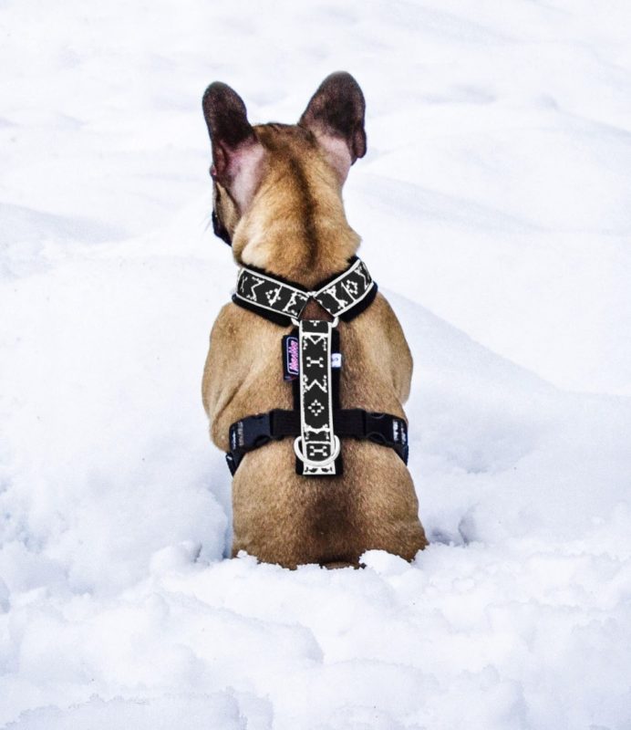 harnais petit chien dans la neige