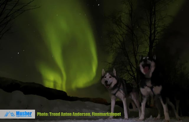 aurore boreale chien de traineau