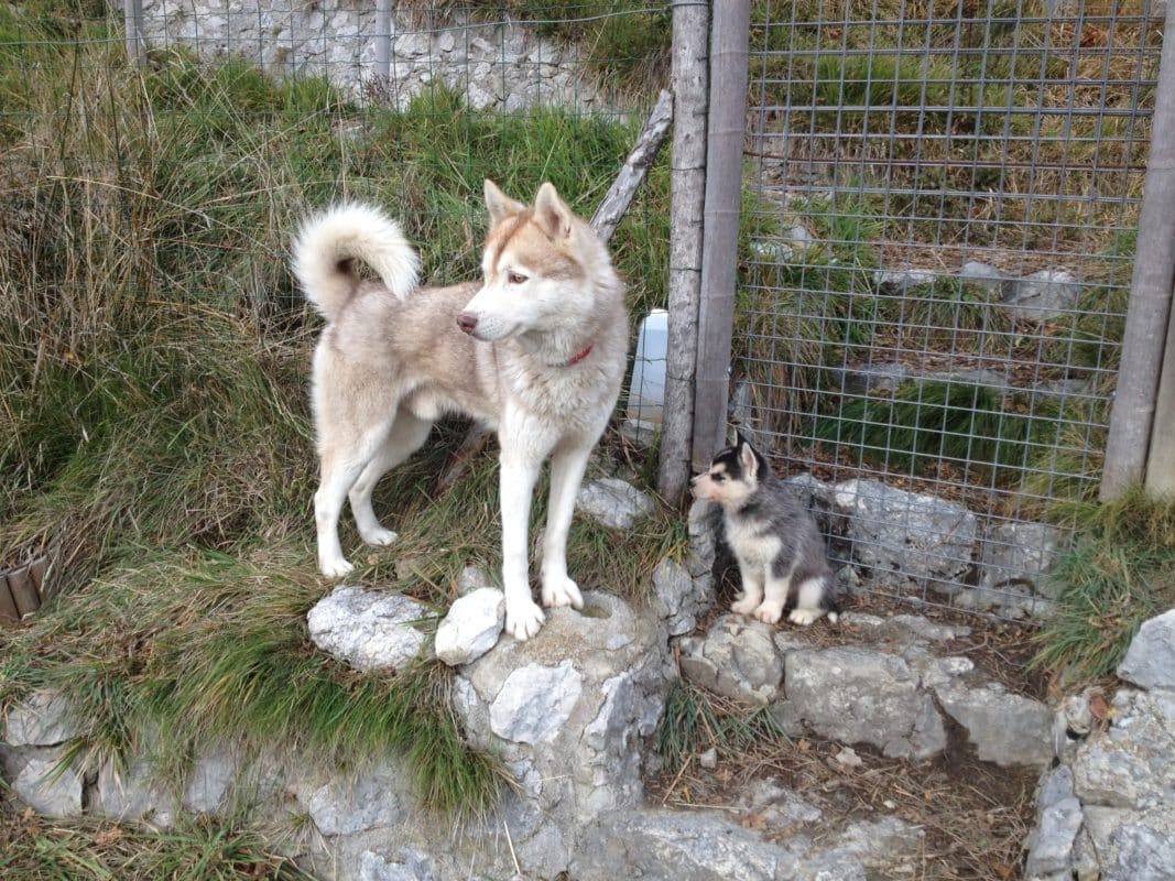 Fabriquer un Amortisseur - Eduquer son Siberian husky, chien de