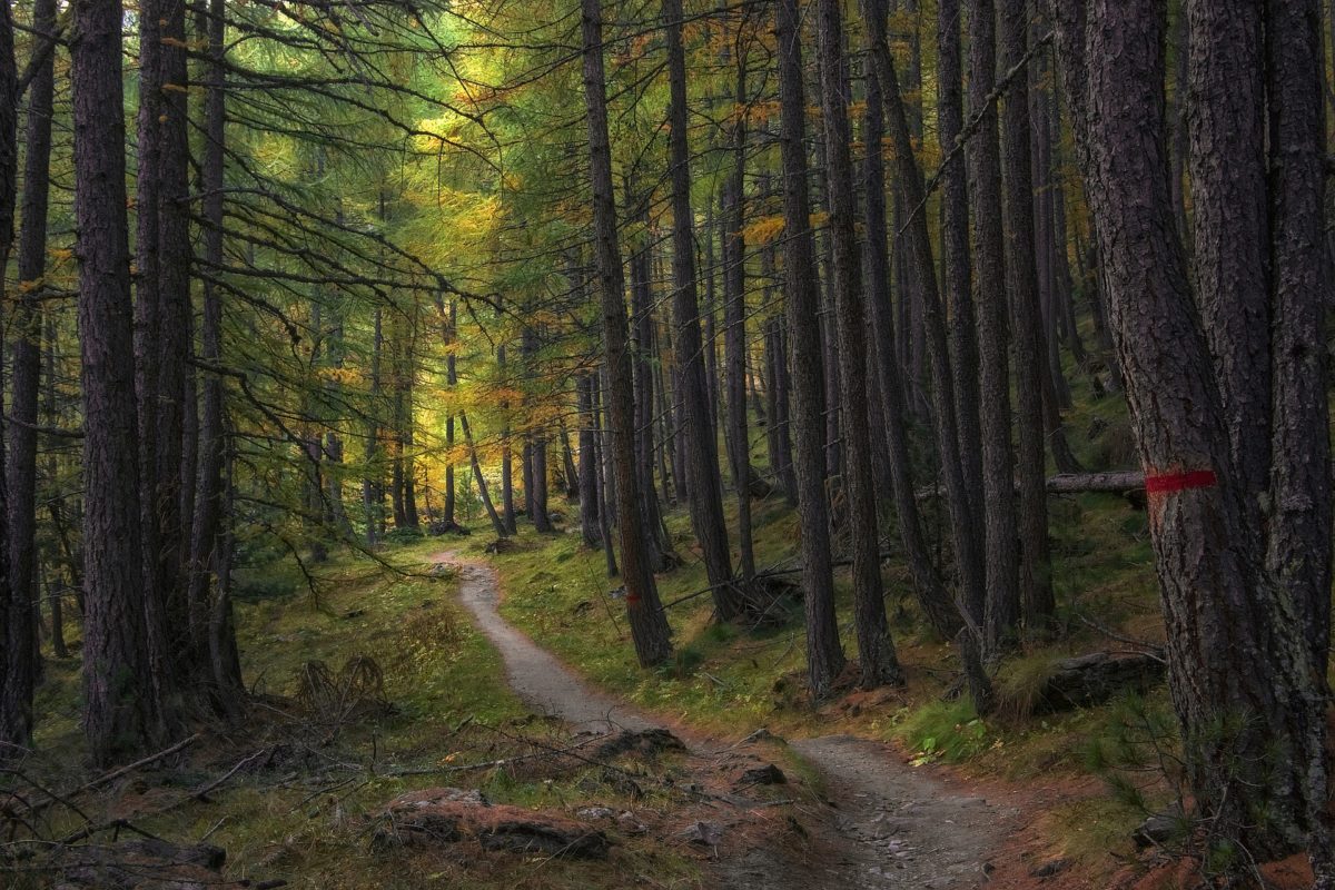bottine pour chien foret chemin sous bois