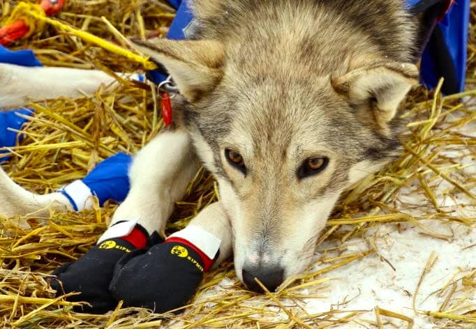 Les chaussons de neige pour chien : choix, conseils, prix