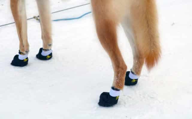 chaussures pour chien neige traineau protection patte