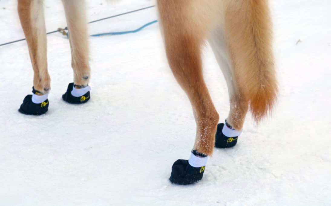 Chaussure pour chien, botte, bottine, chaussette - protection