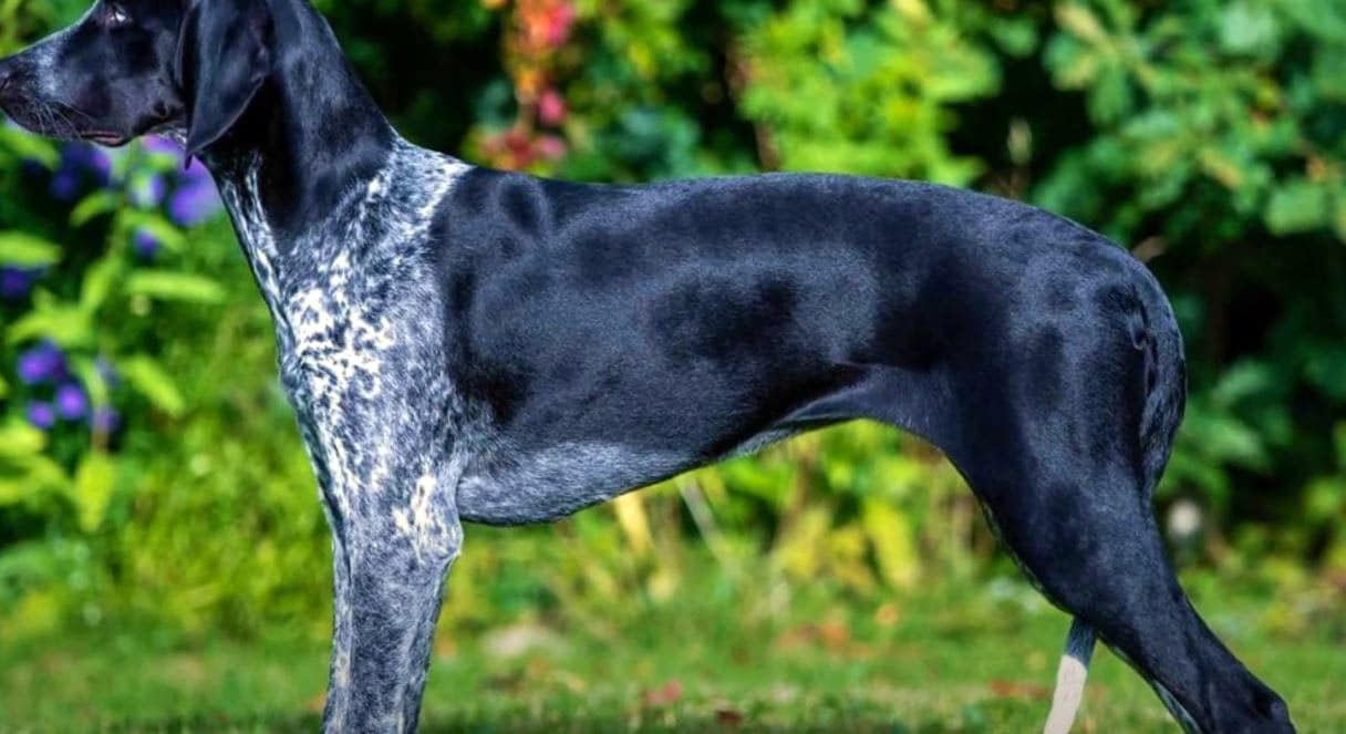 eurohound-esd-chien-course-profil