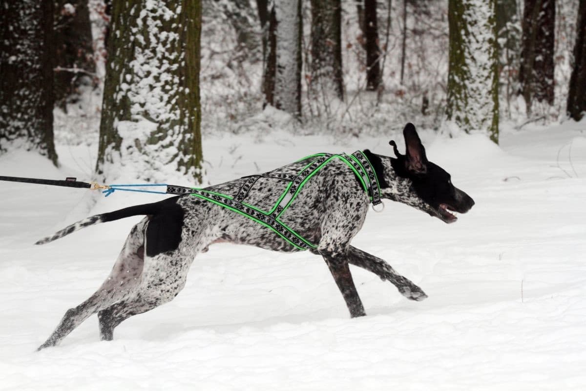 greyster-canicross-chien-course-origine