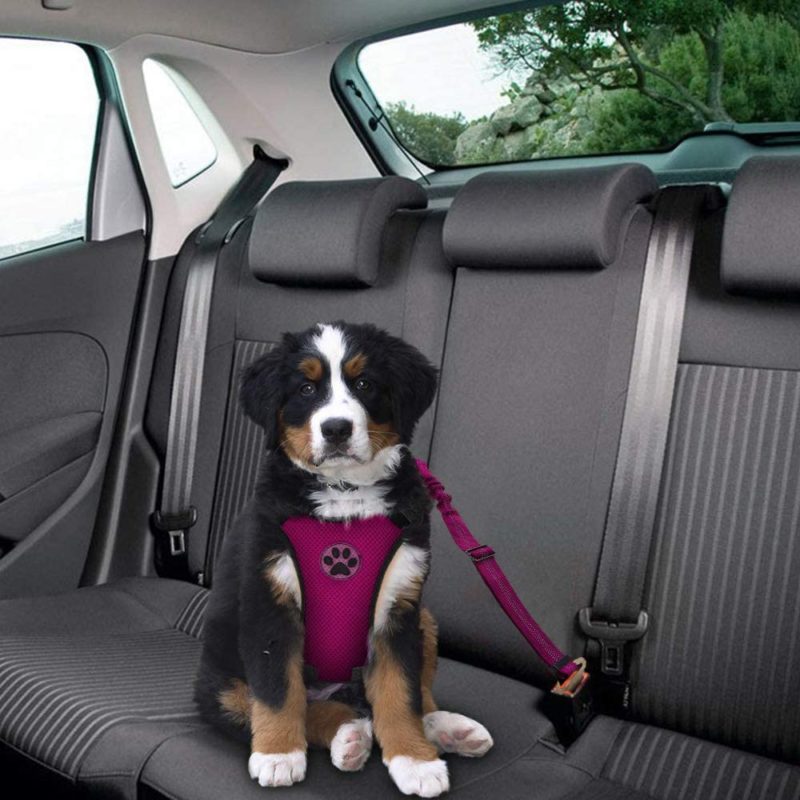 harnais chien voiture ceinture securite