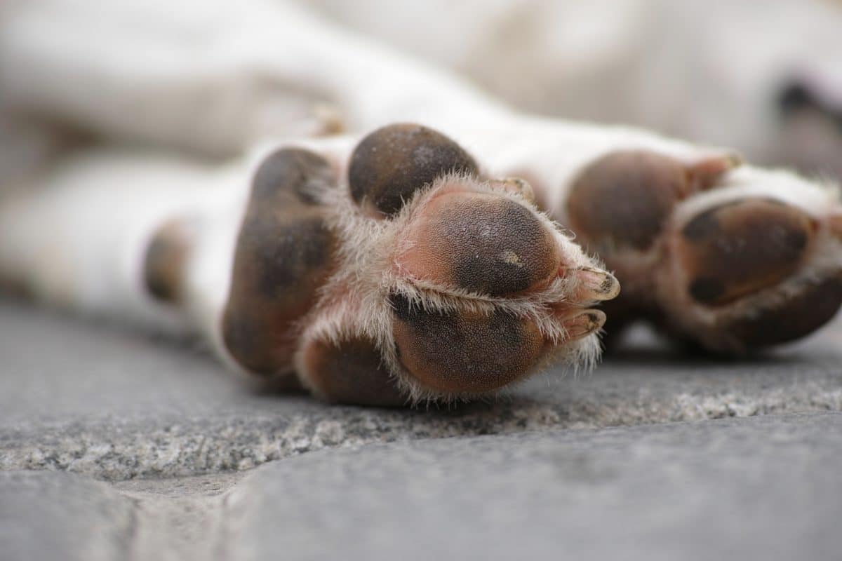 patte de chien coussinet