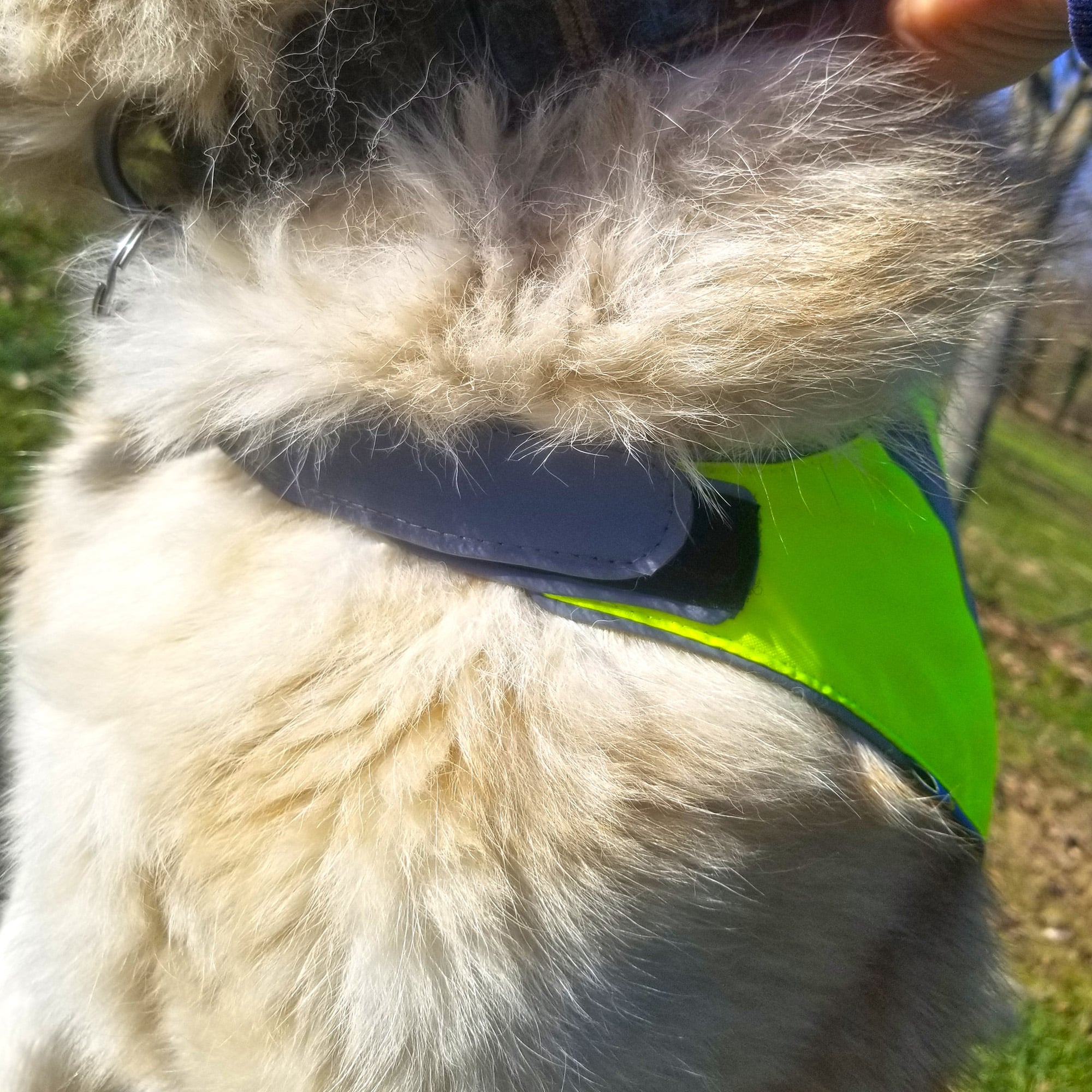 Un Chien Portant Un Gilet Jaune Sur Lequel Est écrit non Fumeur