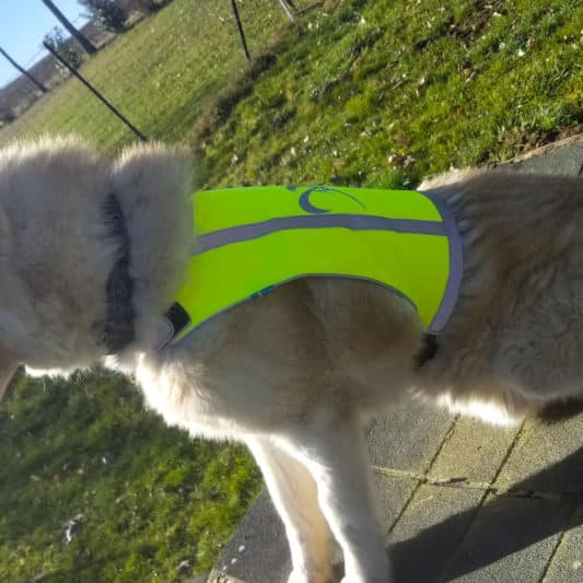 gilet fluorescent pour chien gilet jaune flashy visibilite
