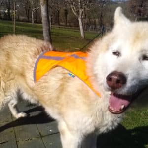 gilet fluorescent pour chien - orange couleur chasseur