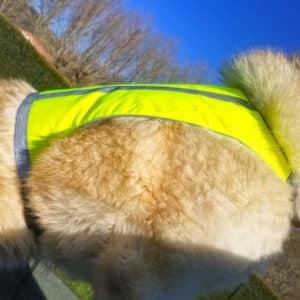 gilet fluorescent pour chien - veste jaune profil