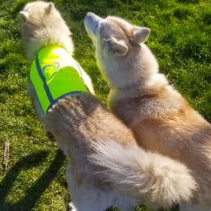 gilet fluorescent pour chien - visibilité gilet jaune flashy