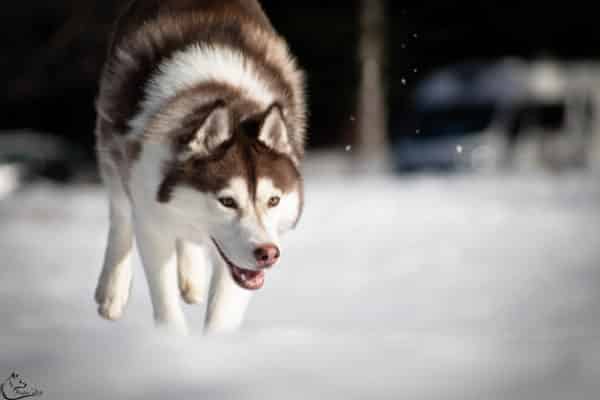 Husky de Sibérie: race de chien nordique, husky sibérien
