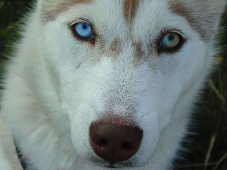 husky de siberie yeux vairon - joly - musher experience