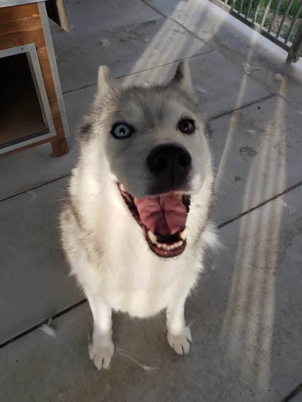 yeux vairons husky bleu et marrons