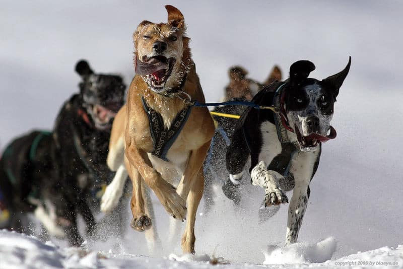 alaskan husky