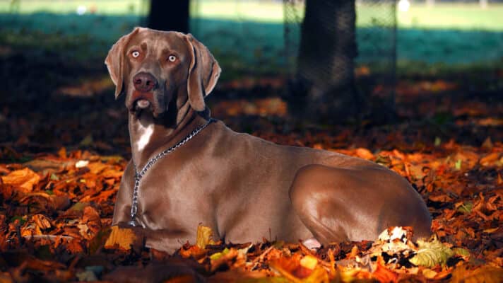 braque de weimar chien sportif weimaraner