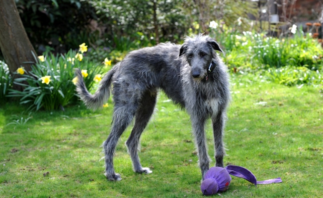 levrier-deerhound