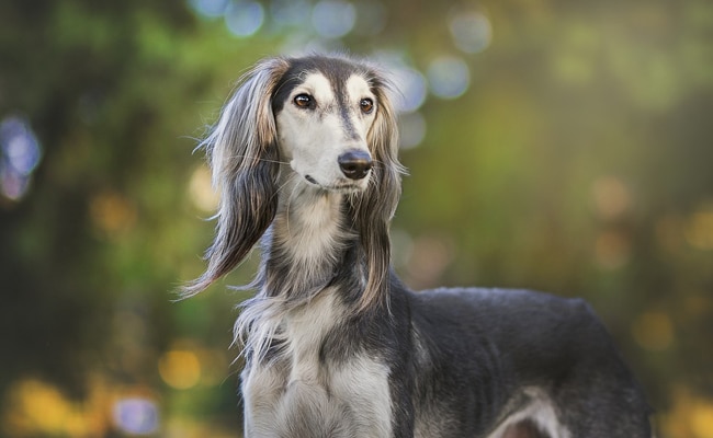 levrier-persan-saluki