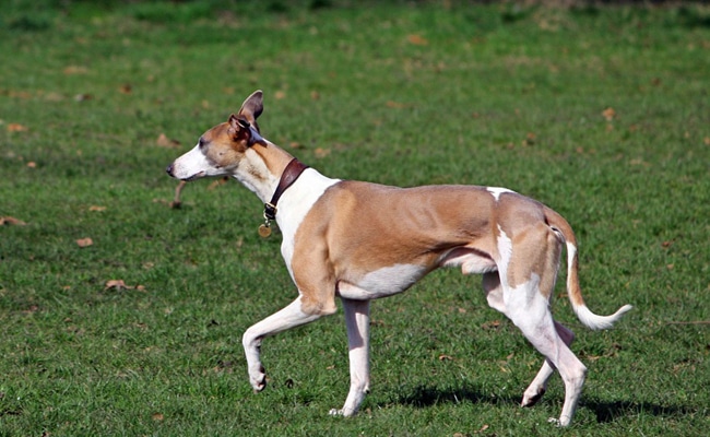 levrier-whippet