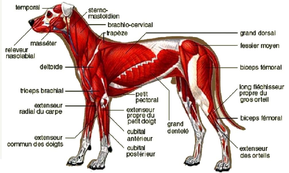 muscle-chien