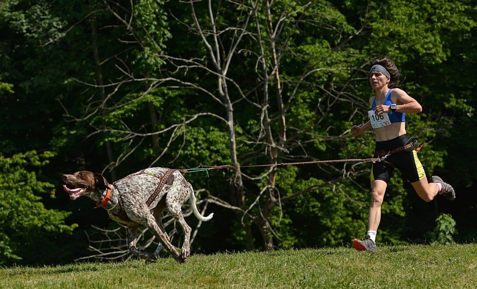 Meilleur Chien pour Canicross