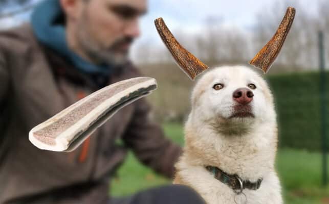 bois de cerf pour chien - friandise a macher