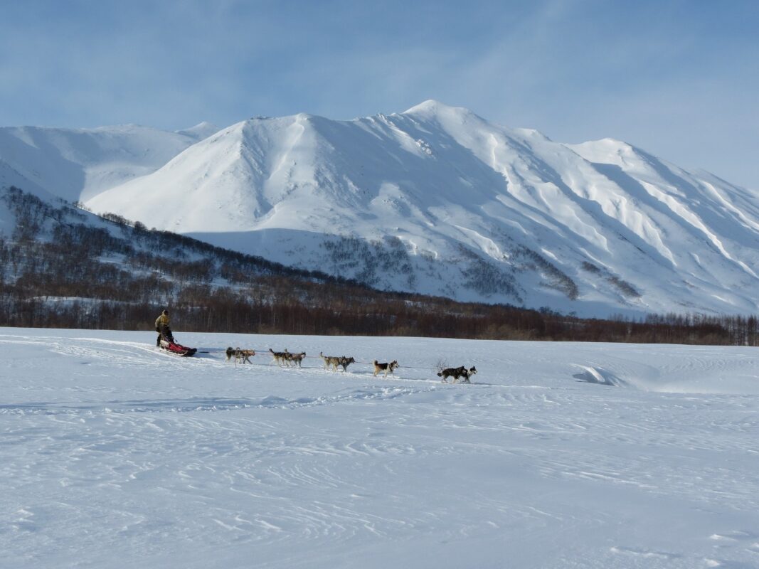 chien de traineau montagne neige