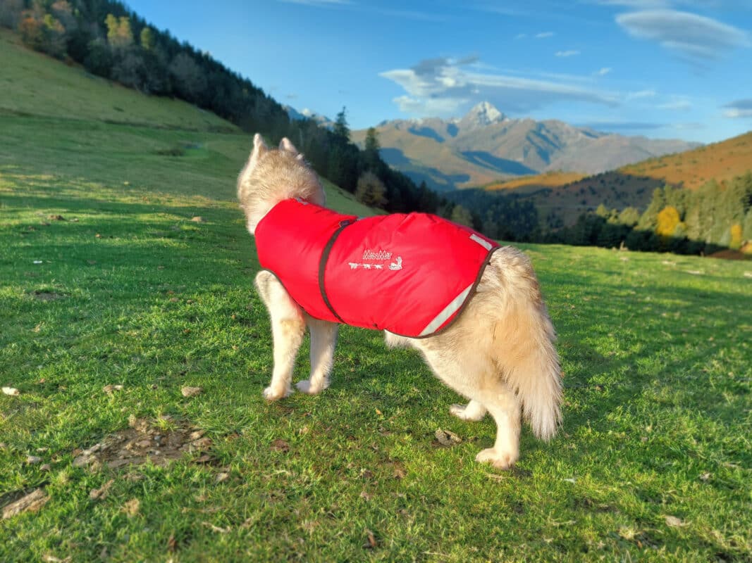 manteau_pour_chien_husky_siberien