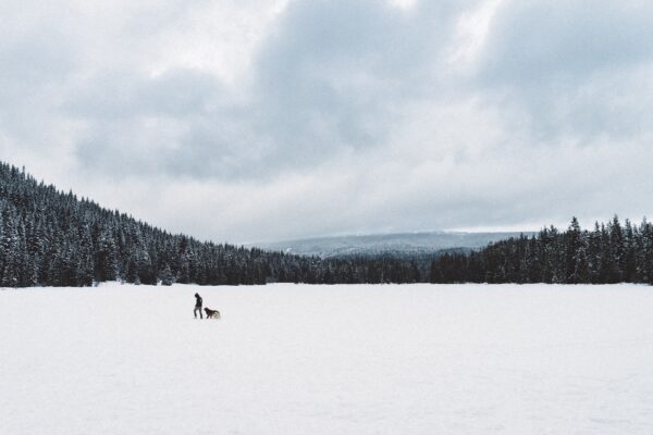 qualite veste sport canin hiver