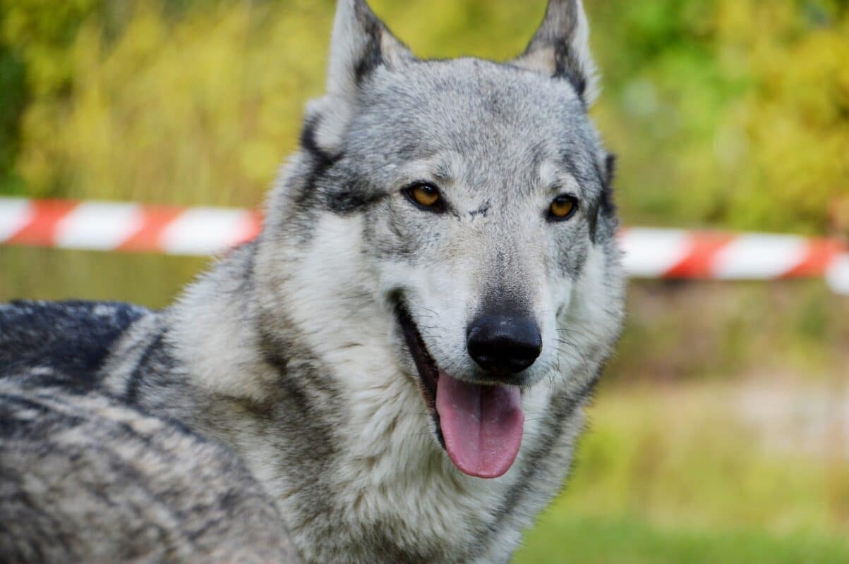 Chien loup Tchecoslovaque