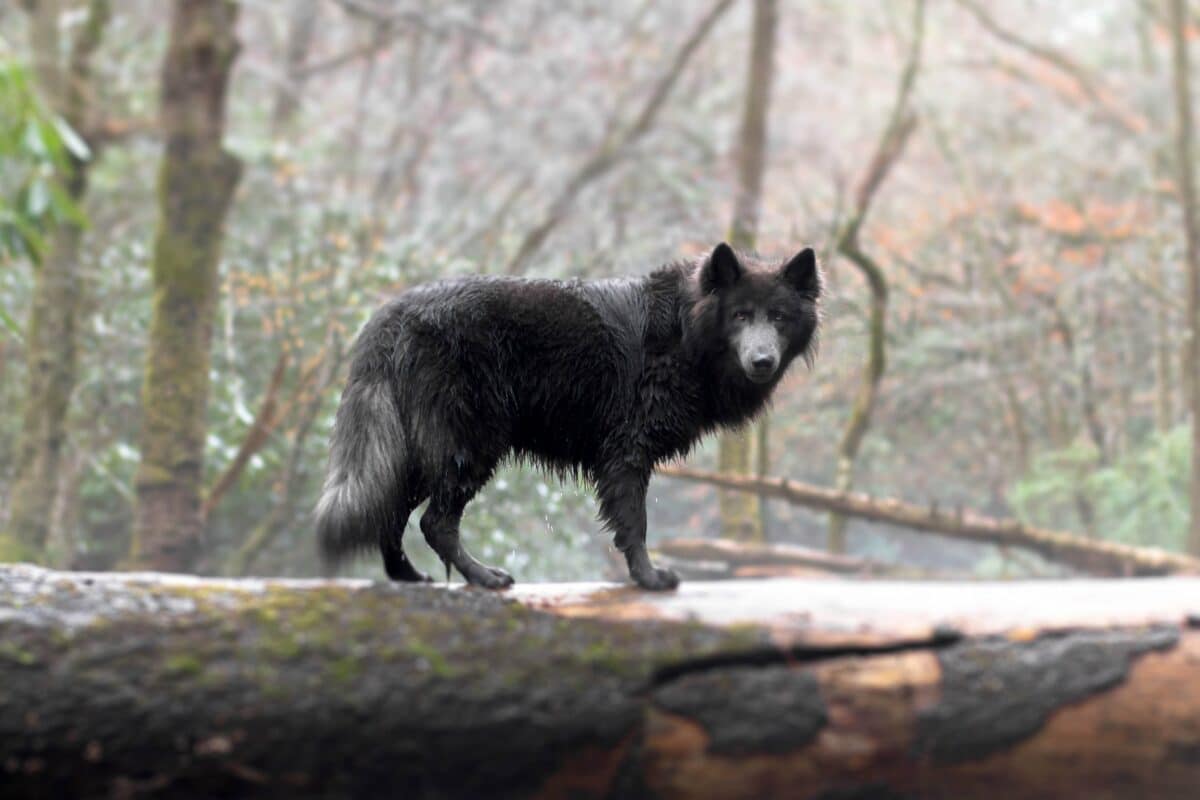 chien loup Blue Bay Shepherd wikimedia