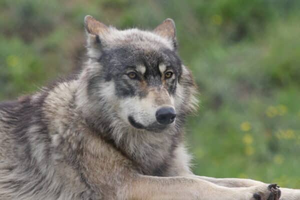 chien loup american wolfdog wikimedia