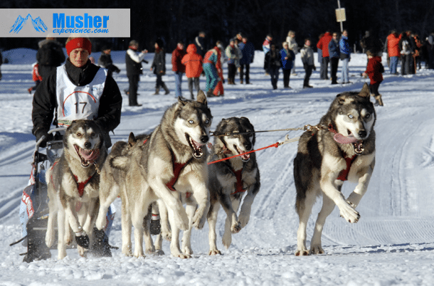 chien loup husky siberien blau fontein