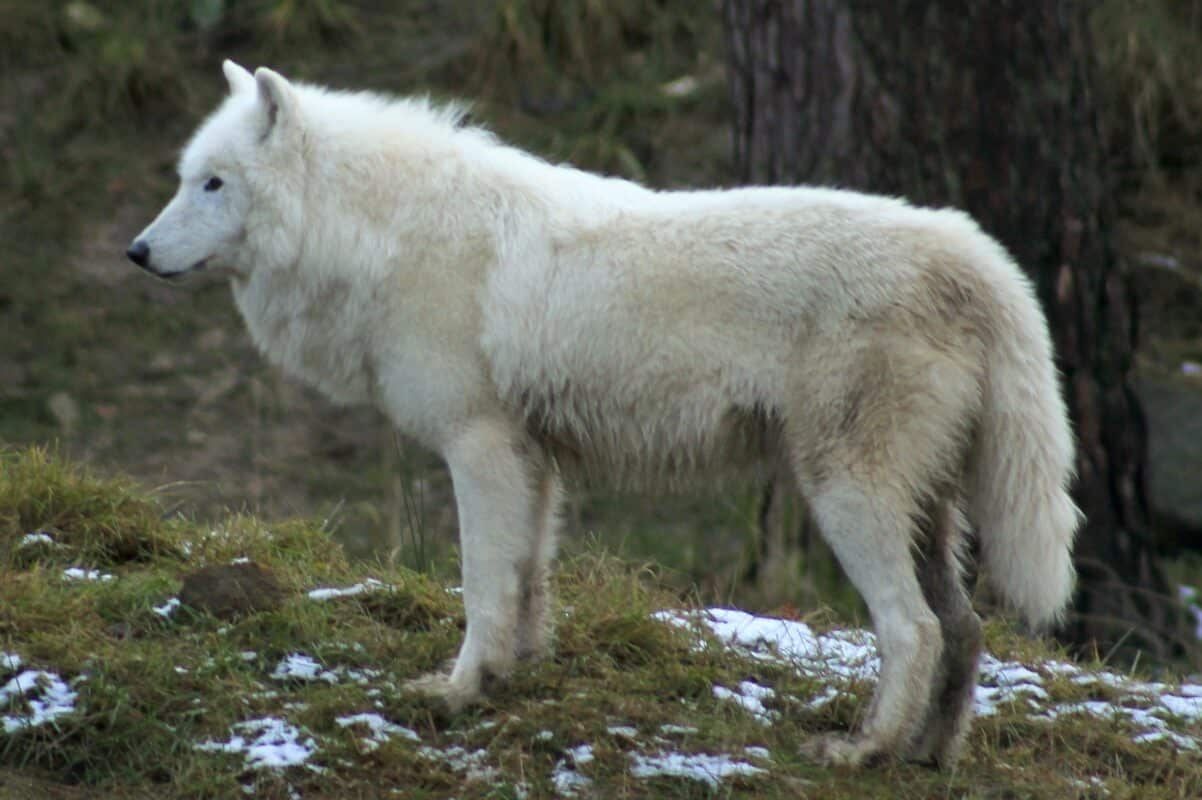 chien loup northaid dog