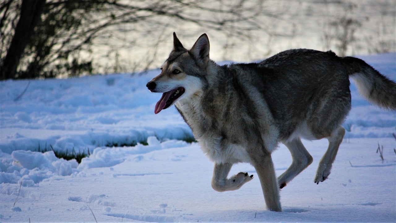 chien loup saarloos