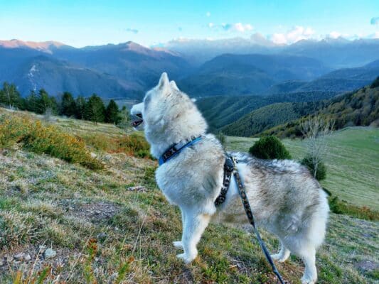 liste material cani rando a la journee - checklist equipement