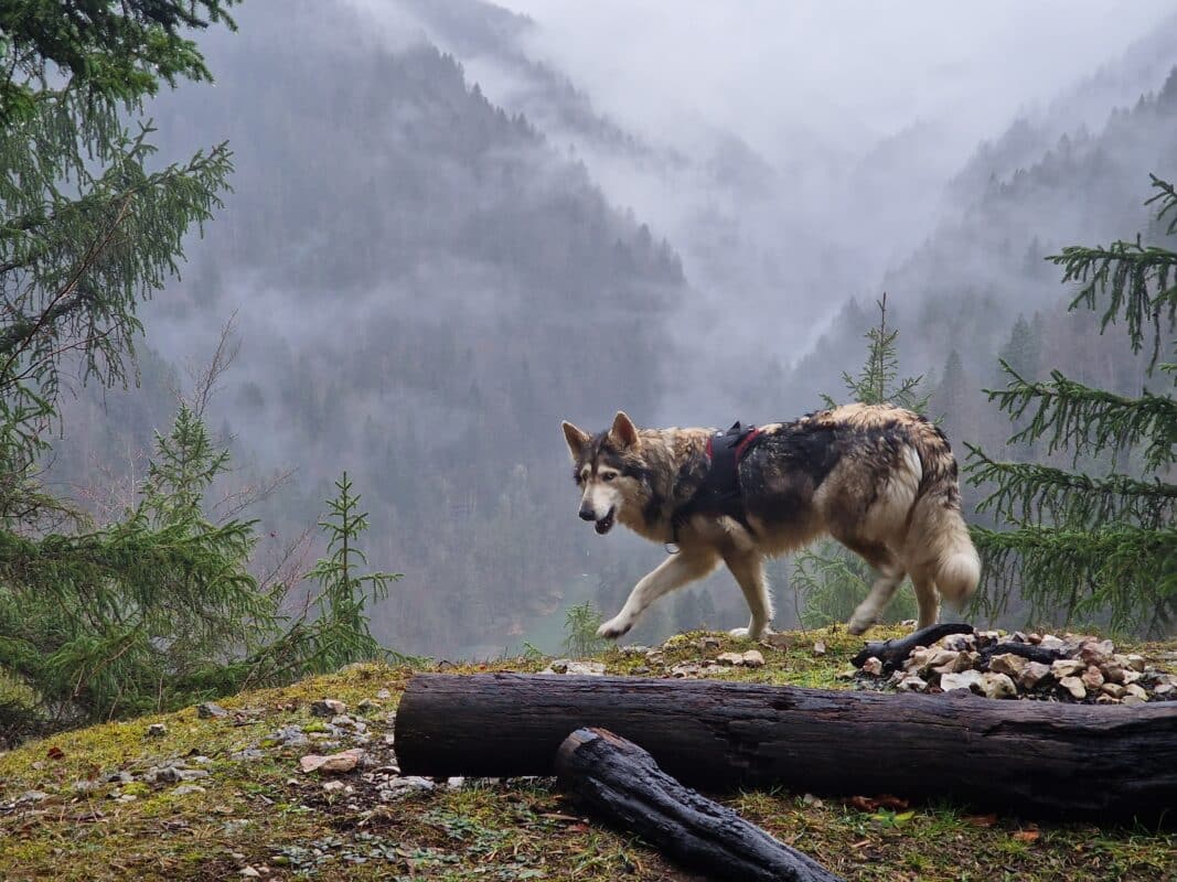 chien loup inuit du nord