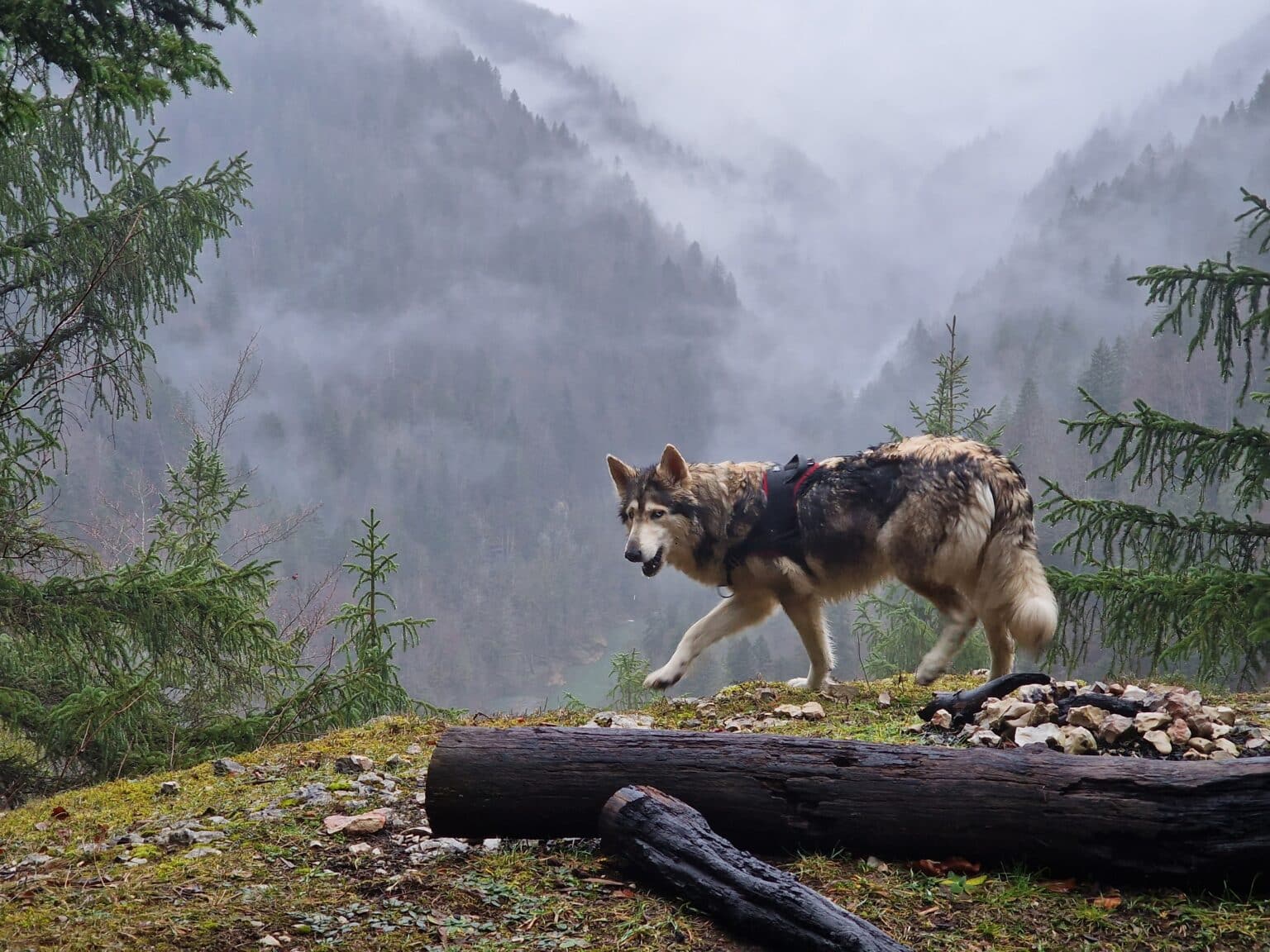 Chien qui ressemble à un loup? Ma liste de 9 chienloup