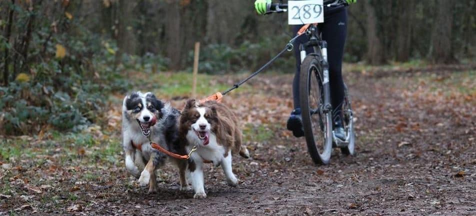 cani trottinette 2 chiens