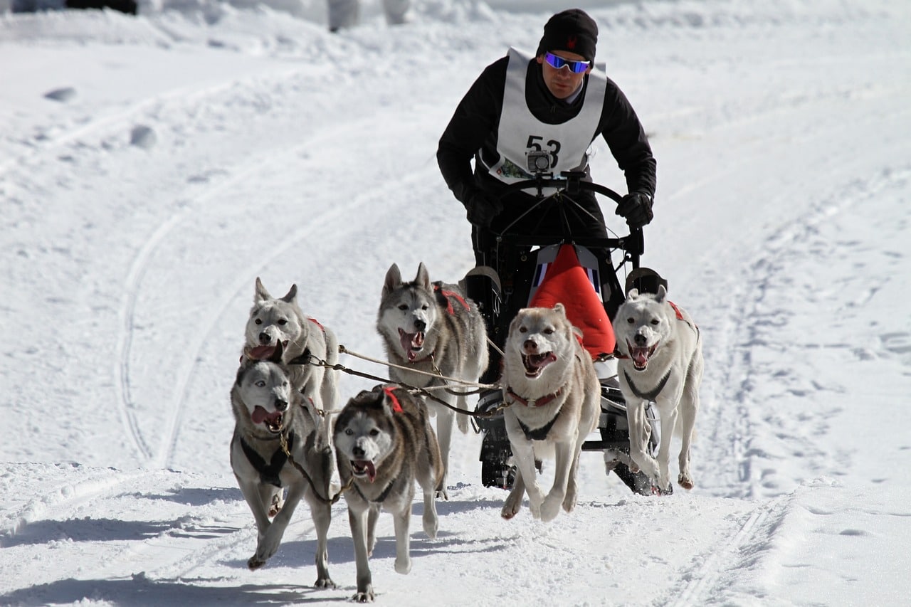 course de traineau à chiens mushing