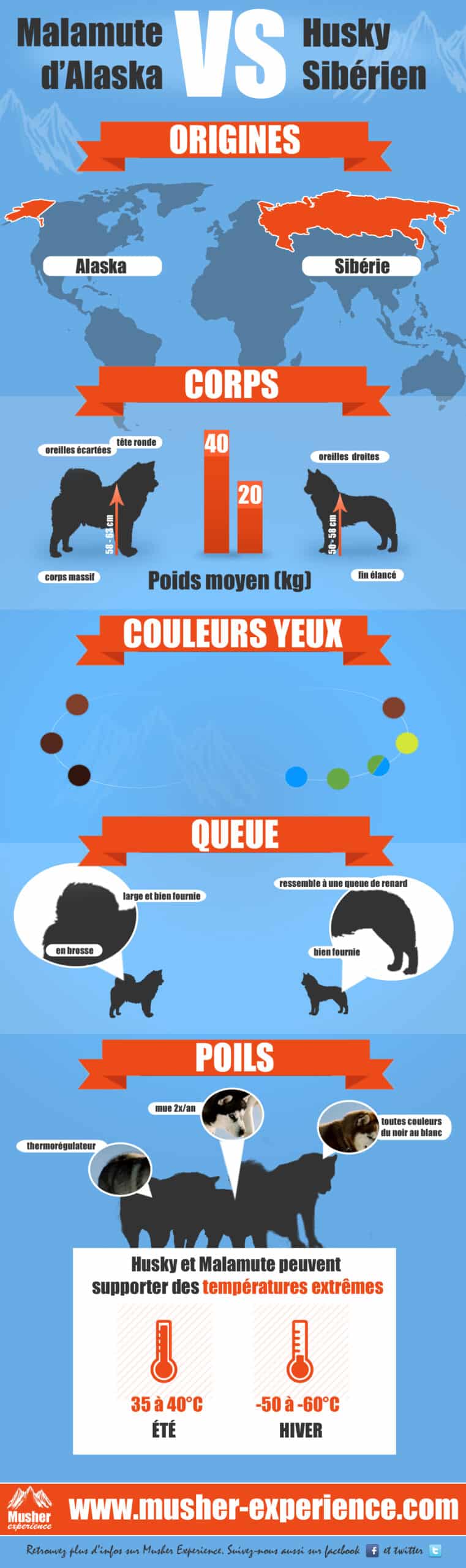 infographie-husky-malamute