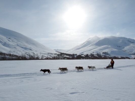 mushing musher chien de traineau