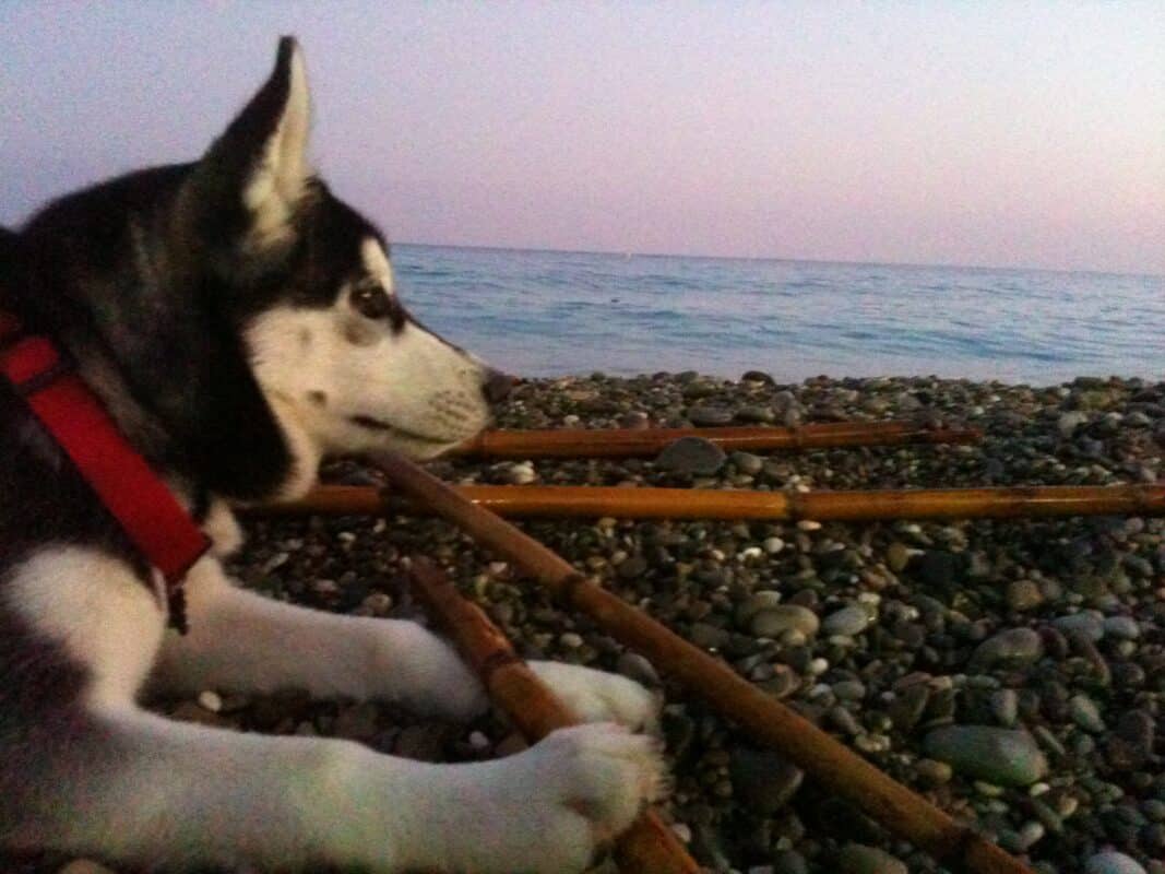 husky sur la plage promenade des anglais nice