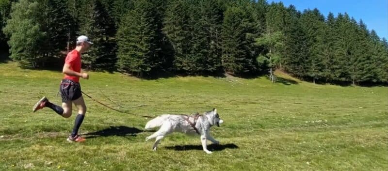 canicross-courir-avec-son-chien-canirun