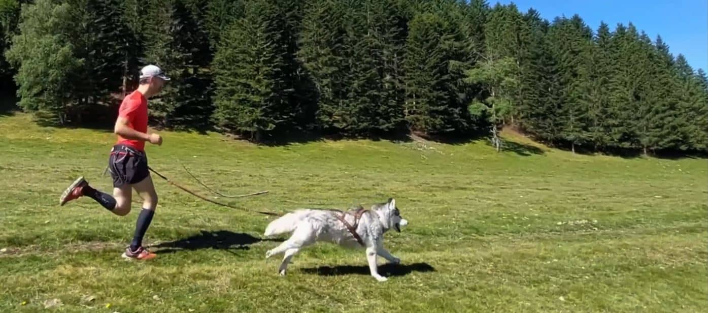 canicross-courir-avec-son-chien-canirun