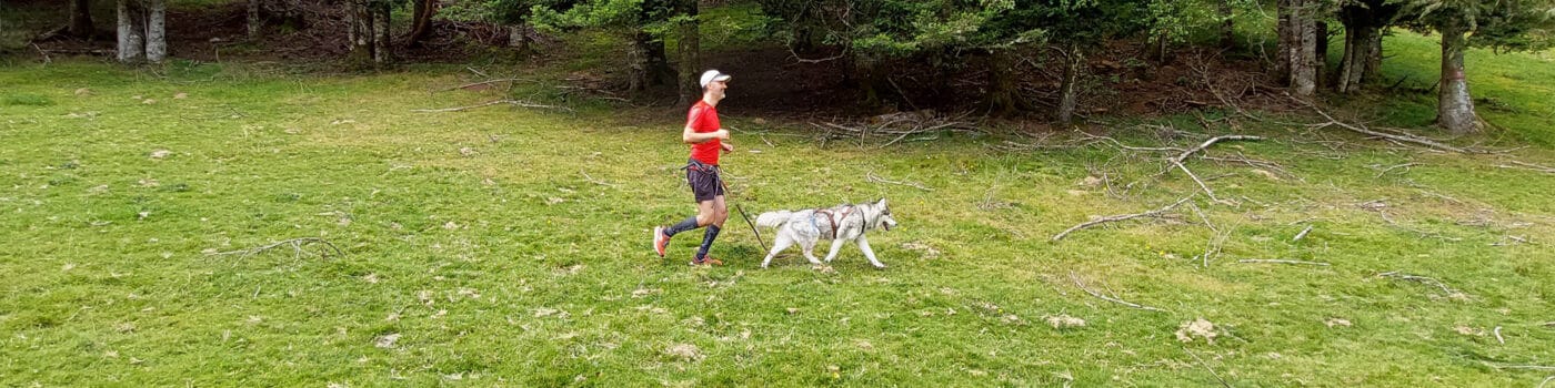 gerer son chien en canicross en cas de fatigue