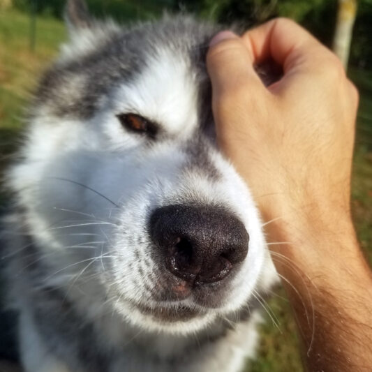 booster-triple-action-chien-sportif-husky